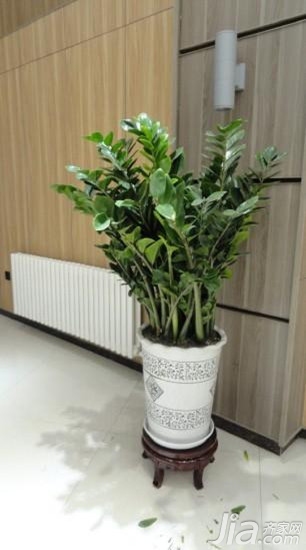 钱串子,这个有着特殊意味名字的植物,是一种特别适合懒人们养殖的室内